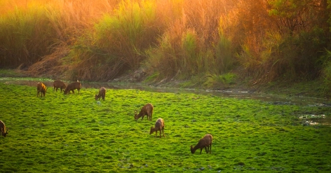 Assam Meghalaya - Day 1