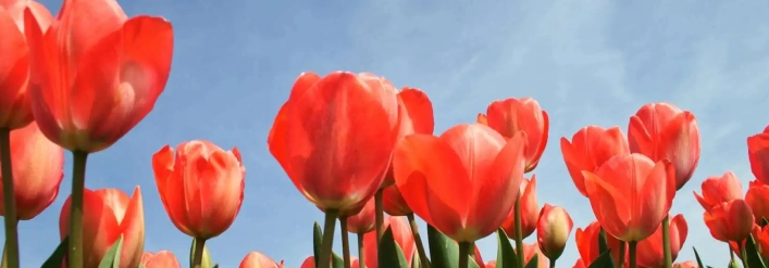 day5-tulips-kashmir
