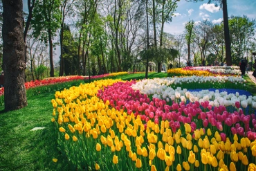 glance-of-europe-Day 4 tulips