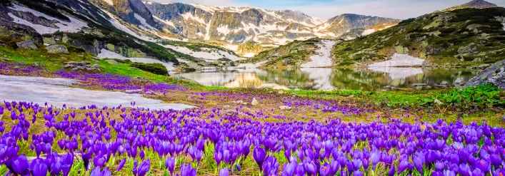tulips-day4-kashmir